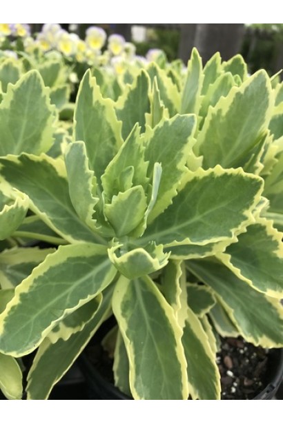 Очиток гібридний Елсіс Голд - рослина з яскраво-жовтими краями листя